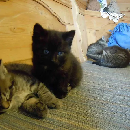 Гостевой дом Rimmlstube & Rimmlhof 4*