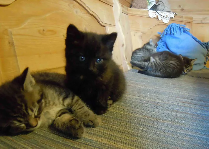 게스트하우스 Rimmlstube & Rimmlhof 4*